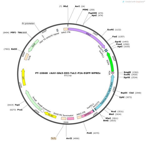 AAV-glis3-DIO-TeLC-P2A-EGFP-WPREs