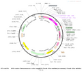 AAV-CMVenhancer-csf1r-tagBFP-5'miR-30a-shRNA( scramble)-3'-m