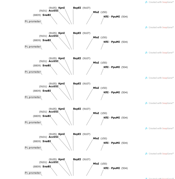 AAV-Glyt2-EGFP-WPRE-hGH polyA