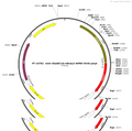 AAV-GfaABC1D-mRuby3-WPRE-SV40 pA