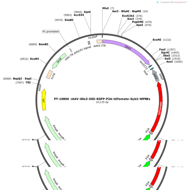 AAV-glis3-DIO-EGFP-2A-tdTomato-Syb2-WPREs