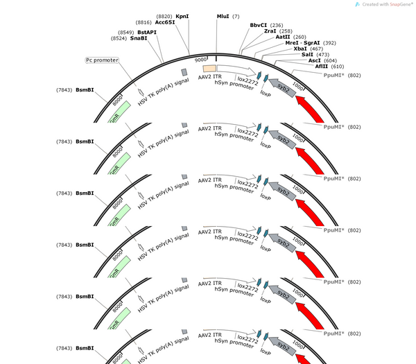 AAV-hSyn-DIO-EGFP-P2A-tdTomato-Syb2-WPREs
