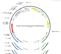 AAV-TH-CRE-P2A-mCherry-WPRE-hGH polyA