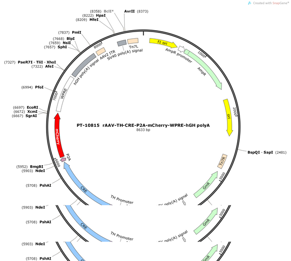 AAV-TH-CRE-P2A-mCherry-WPRE-hGH polyA