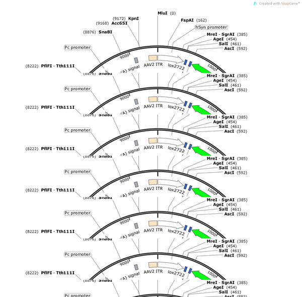 AAV-hSyn-DIO-hM4D(Gi)-P2A-EGFP-WPRE-polyA