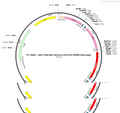 AAV-CRH-DIO-mCherry-2A-DTA-WPRE-hGH pA