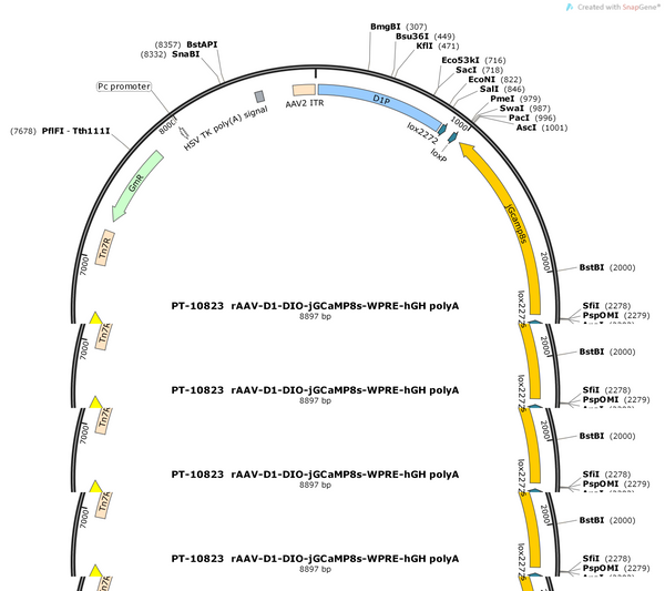 AAV-D1-DIO-jGCaMP8s-WPRE-hGH polyA