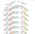 AAV-cfos-DIO-YPet-2A-mGFP-WPRE-hGH pA