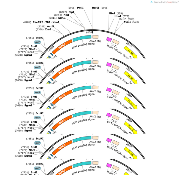 AAV-cfos-DIO-YPet-2A-mGFP-WPRE-hGH pA