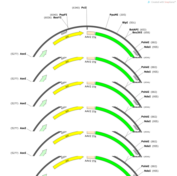 AAV-DCC-DIO-EGFP- WPREs