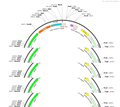 AAV-TPH2-roxSTOProx-EGFP-WPRE-hGH polyA