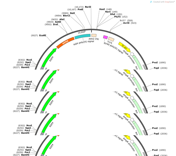 AAV-TPH2-roxSTOProx-EGFP-WPRE-hGH polyA