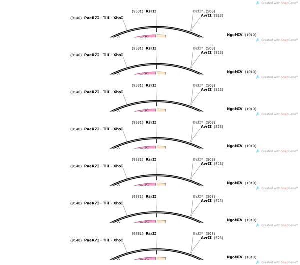 AAV-VGLUT1-roxSTOProx-EGFP-WPRE-hGH pA