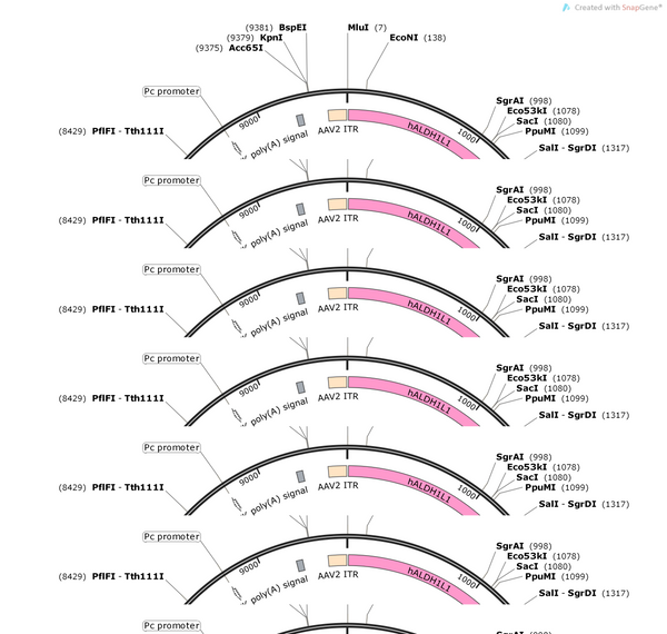 AAV-hALDH1L1-CRE-2A-EGFP-WPRE-polyA