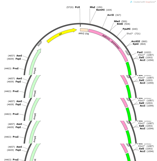 AAV-ALDH1L1-EGFP-WPRE-polyA