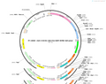AAV-CX3CR1-CRE-2A-EGFP-WPRE-polyA
