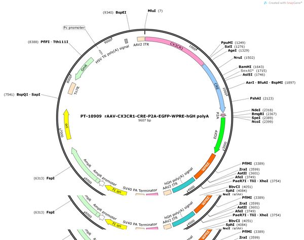 AAV-CX3CR1-CRE-2A-EGFP-WPRE-polyA