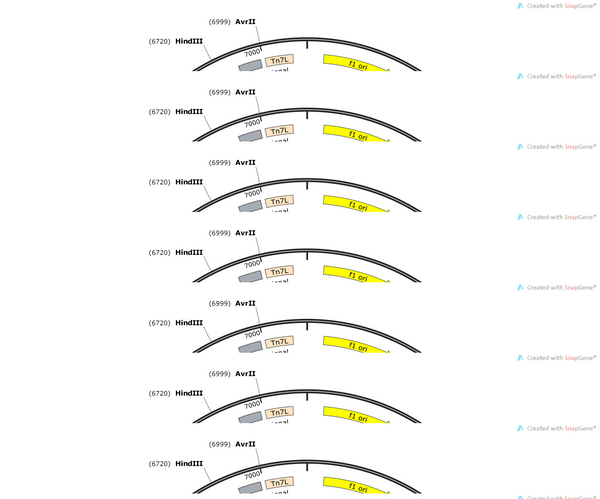 AAV-hsyn-EGFP-KASH-WPREs