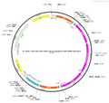 AAV-mDLX-DIO-mGFP-T2A-Synaptophysin-BFP-WPRE-hGH polyA