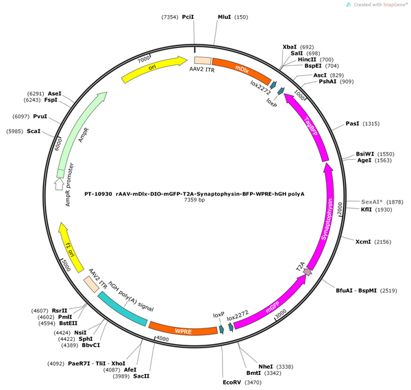 AAV-mDLX-DIO-mGFP-T2A-Synaptophysin-BFP-WPRE-hGH polyA