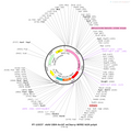 AAV-DBH-ArchT-mCherry- WPRE-hGH polyA