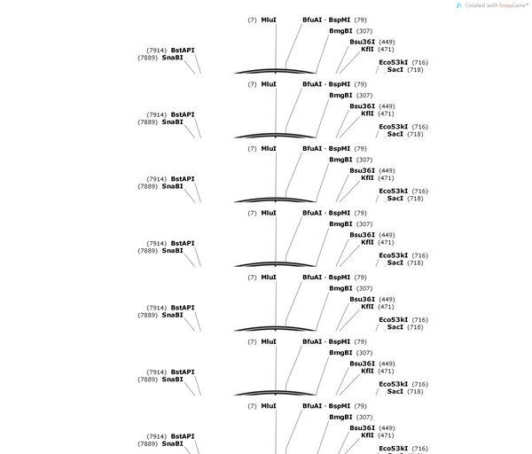 AAV-D1-DIO-mito-EGFP-WPRE-hGH polyA