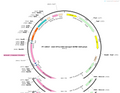 AAV-EF1α-DIO-taCasp3-WPRE-hGH polyA