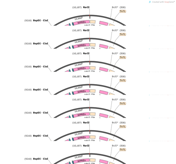 AAV-vglut2-DIO-hM3D(Gq)-mcherry-WPREs