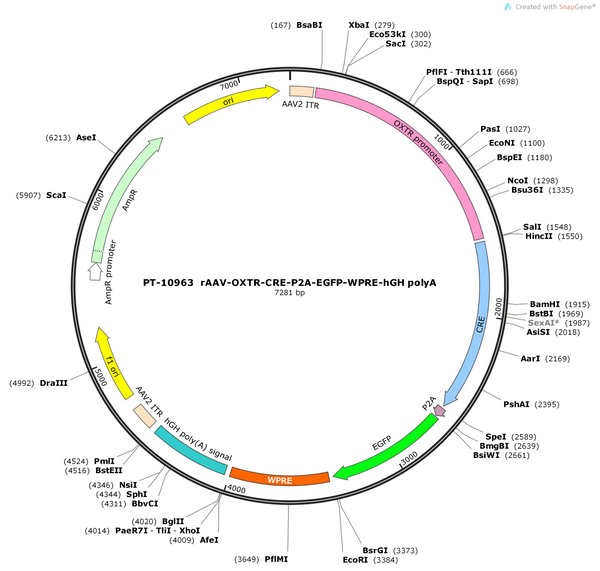 AAV-OXTR-CRE-P2A-EGFP-WPRE-hGH polyA