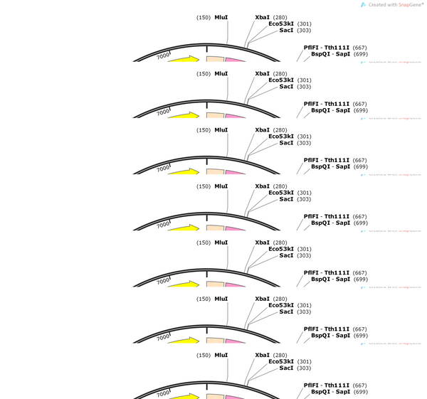 AAV-OXTR-CRE-P2A-mcherry-WPRE-hGH polyA