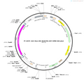 AAV-hsyn-DIO-iGluSnFR3.v857-WPRE-PA