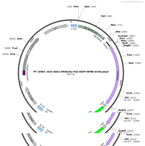 AAV-S5E2- hM4D(Gi) -P2A-EGFP-WPRE-polyA