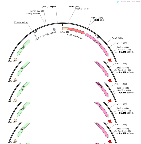 AAV-CCK-eNpHR3.0-mCherry-WPRE-hGH polyA