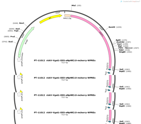 AAV-Vgat1-DIO-eNpHR3.0-mCherry-WPREs
