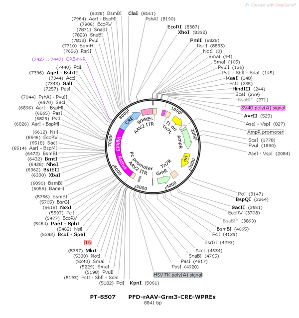 AAV-Vglut3-Cre-WPRES