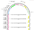 AAV-VGAT1-SV40 NLS-Cre-P2A-EGFP-WPRE-polyA