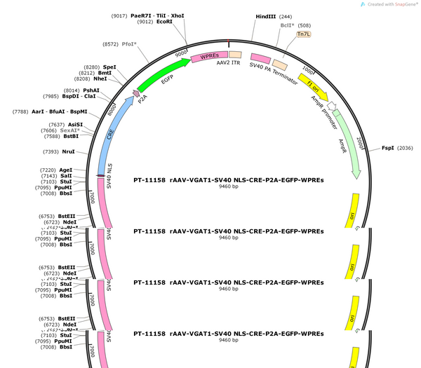 AAV-VGAT1-SV40 NLS-Cre-P2A-EGFP-WPRE-polyA