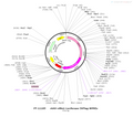 AAV-villin-luciferase-3xflag-wpres