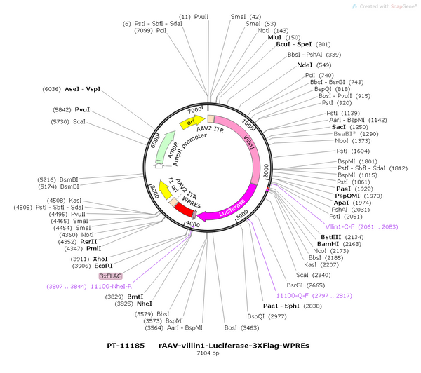 AAV-villin-luciferase-3xflag-wpres