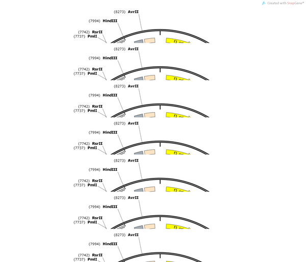 AAV-CAG-DIO-axontag-mYongHong-WPRE-hGH polyA