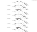 AAV-Lgr5-EGFP-P2A-CreERT2-WPREs