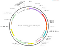 AAV-hTCF21-mcherry-WPRE-hGH polyA