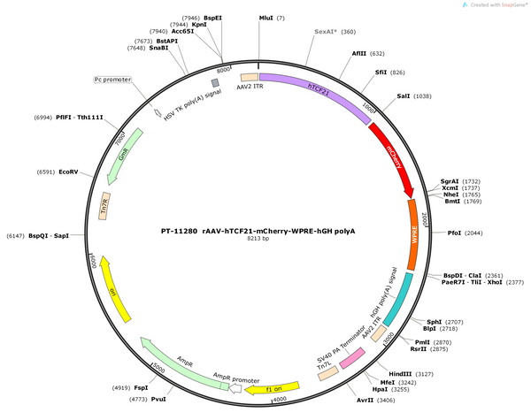 AAV-hTCF21-mcherry-WPRE-hGH polyA