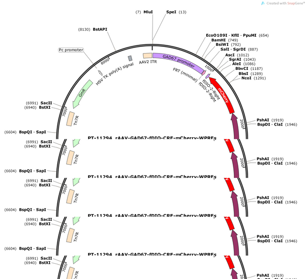 AAV-Gad67-fDIO-cre-mCherry-wpres