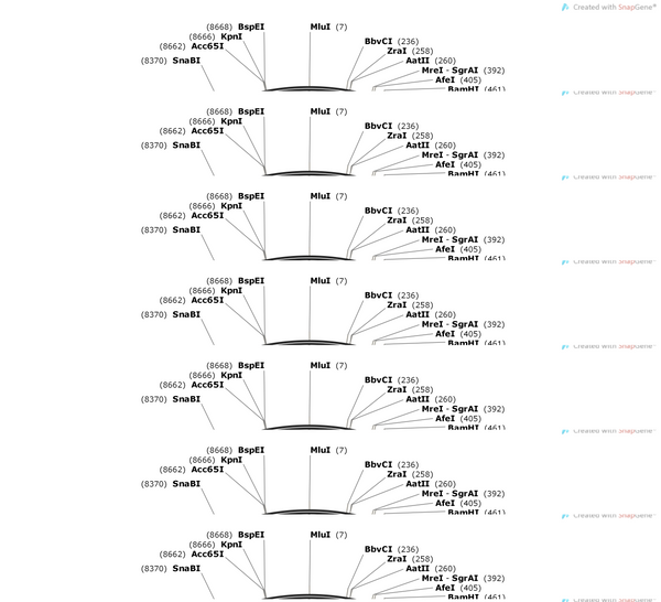 AAV-hsyn-roxSTOProx-EmGFP-P2A-TagGFP2-P2A-hrGFP-WPREs