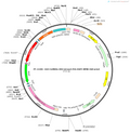 AAV-CaMKIIa-DIO-taCasp3-P2A-EGFP-WPRE-hGH polyA