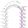 AAV-CMV(584bp)-Fert-3xstop-Fert-{DIO-5HT3.0}-WPRE-hGH polyA
