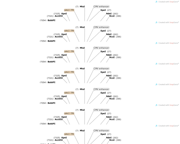 AAV-CMV(584bp)-Fert-stop-Fert-{DIO-MCS}-WPREs