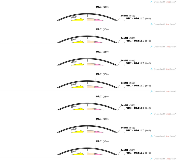 AAV-CAMKIIA-C1V1(t-t,E122T-E162T)-mCherry-WPRE-hGH Pa