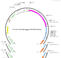 AAV-Gabbr2(mouse)-CRE-WPRE-hGH polyA